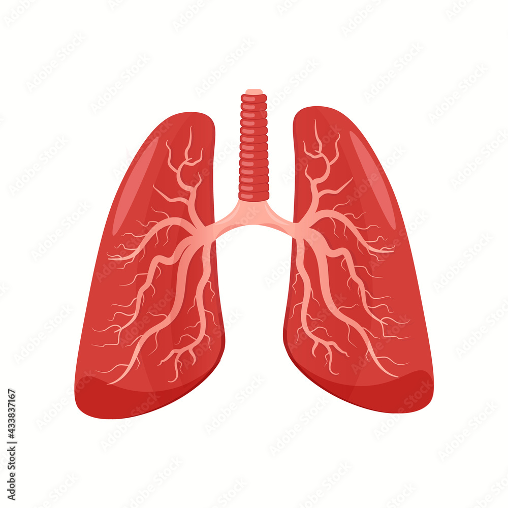 Human lung organ isolated on white backround. Flat design and cartoon style. System function Vector clipart. Human lung organ isolated on white backround. Flat design and cartoon style. System function Vector clipart.