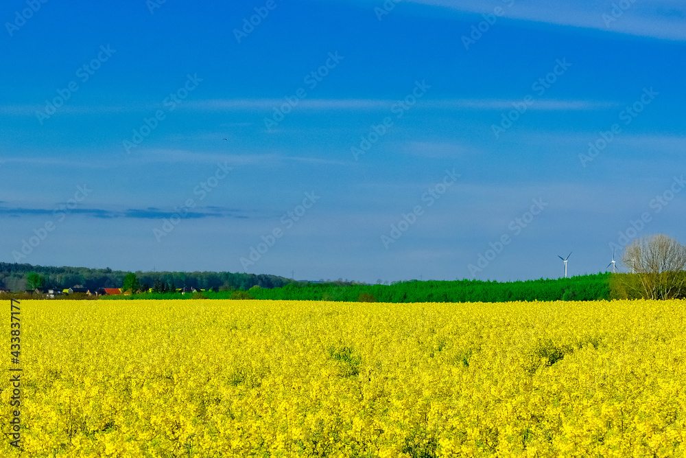 rapeseed field and sky