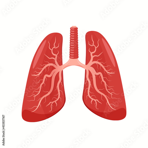 Human lung organ isolated on white backround. Flat design and cartoon style. System function Vector clipart.