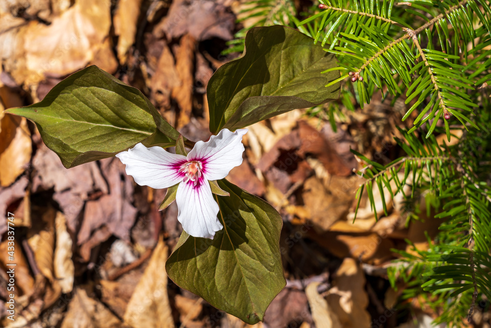 Snowy white Trillium grandiflorum flower. Wildflowers in the White Mountains turn pink as they fade with age. New Hampshire, USA Snowy white Trillium grandiflorum flower. Wildflowers in the White Mountains turn pink as they fade with age. New Hampshire, USA