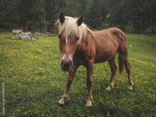cavalli selvatici nei boschi in montagna a Livigno, Italia