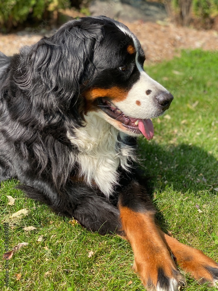 bernese mountain dog bernese mountain dog