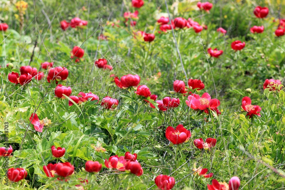 Wild red peonies Paeonia peregrina in the area 