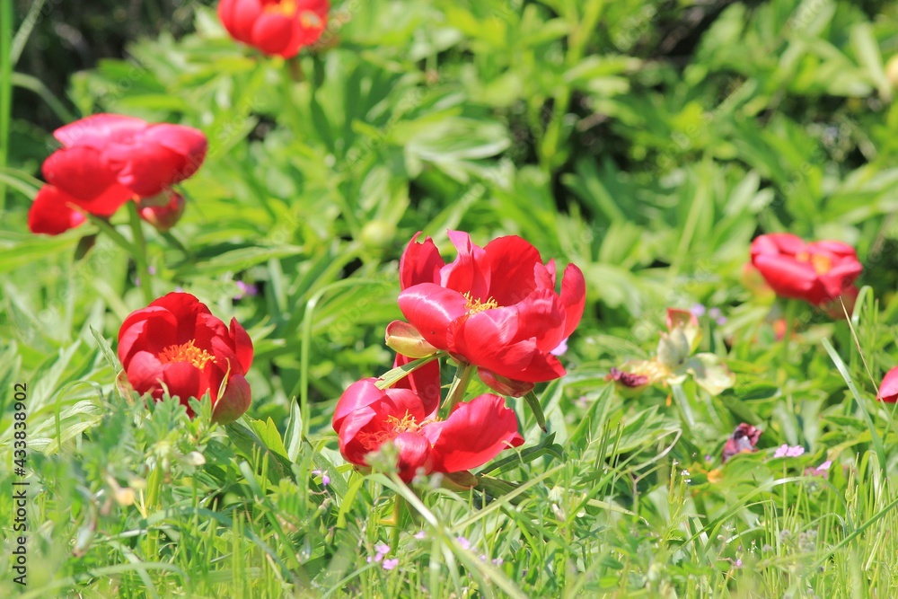 Wild red peonies Paeonia peregrina in the area 