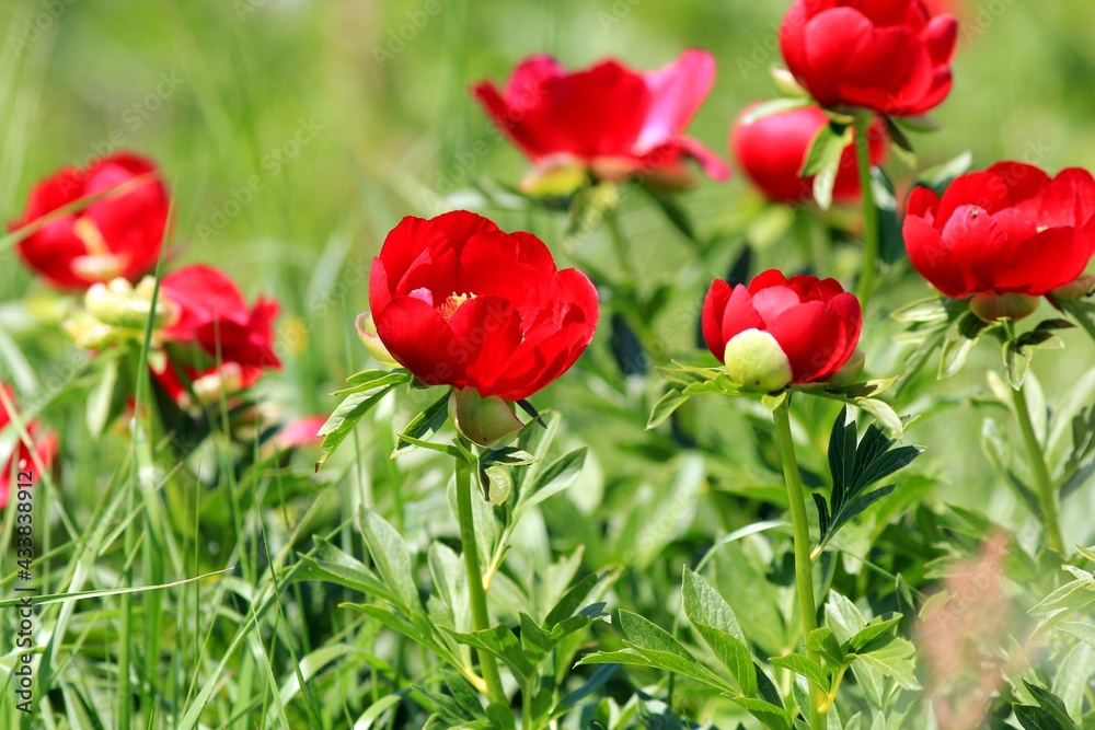Wild red peonies Paeonia peregrina in the area Wild red peonies Paeonia peregrina in the area