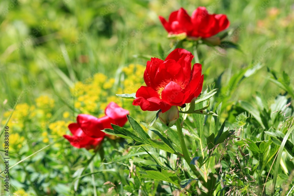 Wild red peonies Paeonia peregrina in the area Wild red peonies Paeonia peregrina in the area
