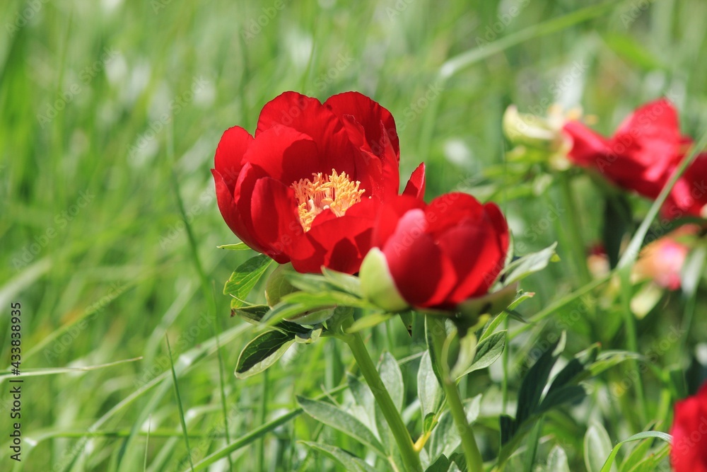 Wild red peonies Paeonia peregrina in the area Wild red peonies Paeonia peregrina in the area