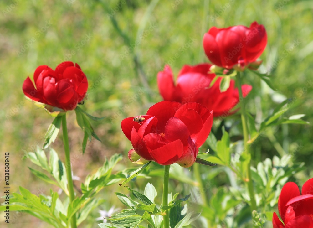 Wild red peonies Paeonia peregrina in the area Wild red peonies Paeonia peregrina in the area