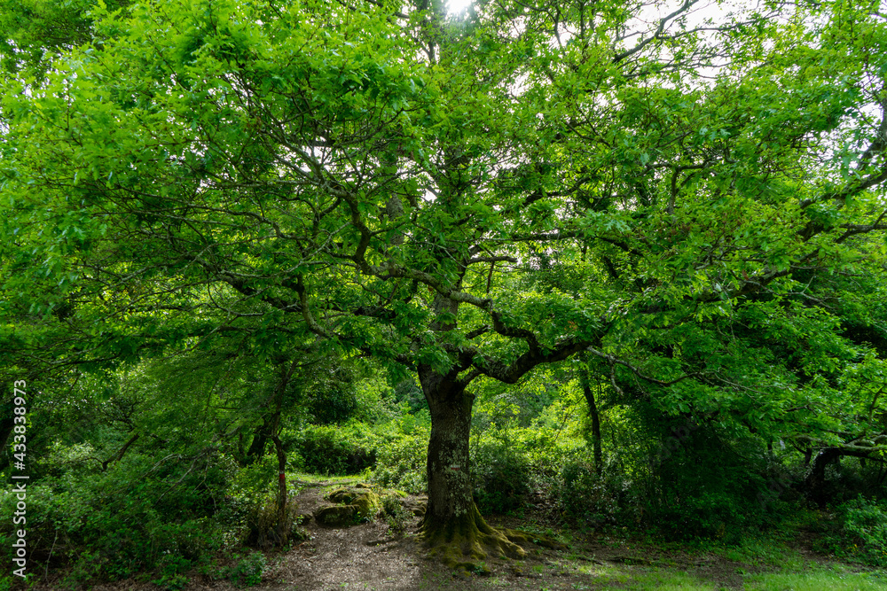 trees in the forest trees in the forest