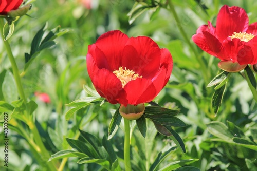 Wild red peonies Paeonia peregrina in the area  Kamen bryag  Bulgaria