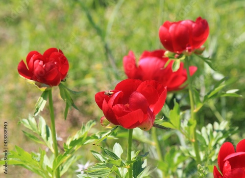 Wild red peonies Paeonia peregrina in the area 
