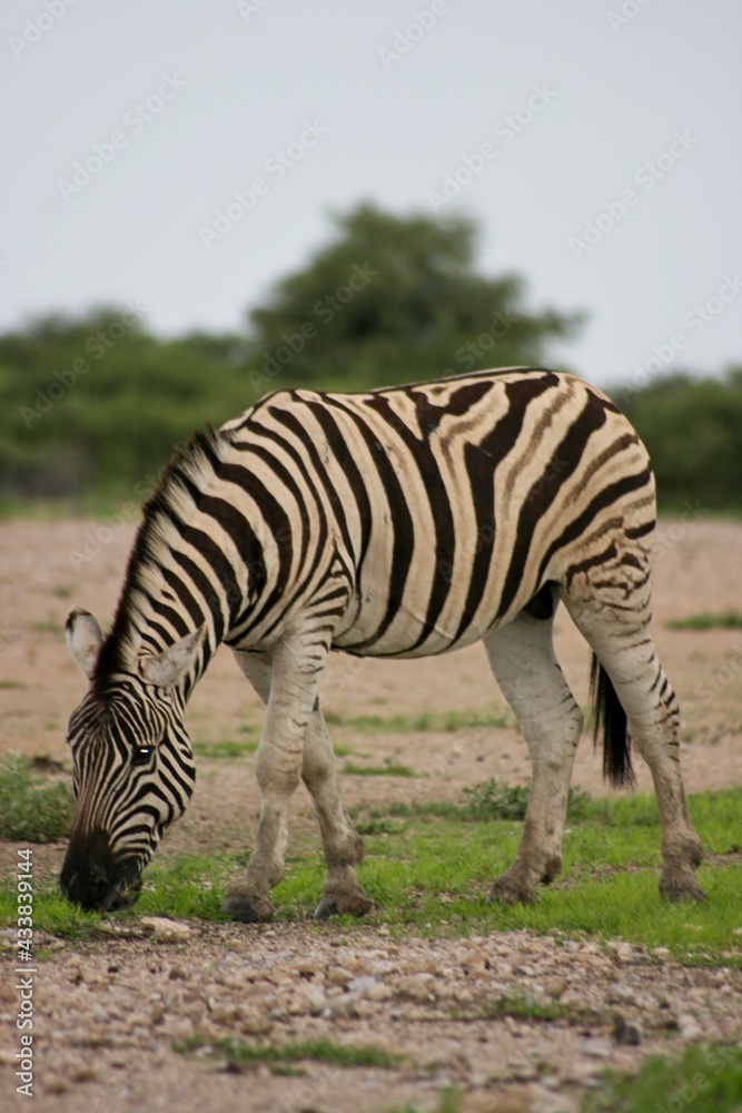 Fototapeta premium Side on portrait of wild Burchell's Zebra (Equus quagga burchellii) grazing Etosha National Park, Namibia.
