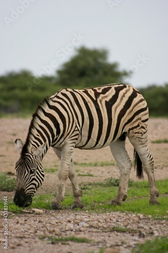 Side on portrait of wild Burchell's Zebra (Equus quagga burchellii) grazing Etosha National Park, Namibia.