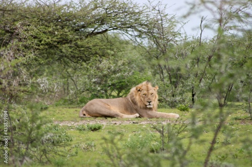 Side on portrait of wild lion (Panthera leo) resting and looking at camera Etosha National Park, Namibia.