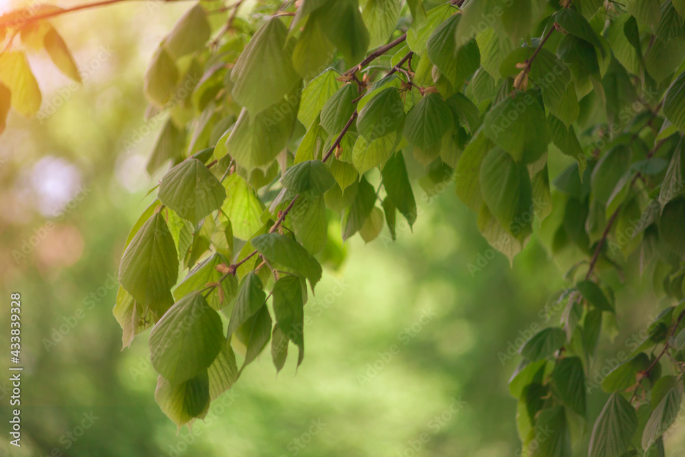 Fototapeta premium Fresh green leaves of a tree, frame. Natural background. Foliage.