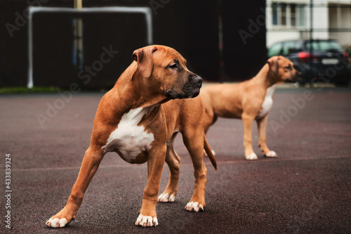 Fotografija Two happy american staffordshire terrier puppies for a walk portrait