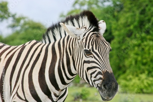 Side on portrait of wild Burchell's Zebra (Equus quagga burchellii) Etosha National Park, Namibia.