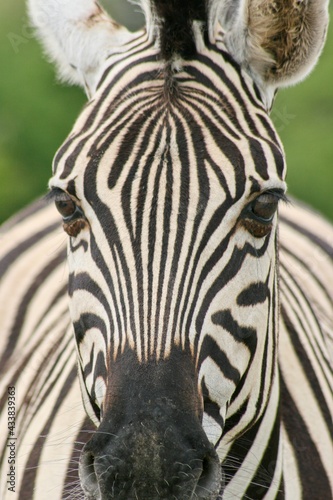 Front on shot of head and body of wild Burchell s Zebra  Equus quagga burchellii  Etosha National Park  Namibia.
