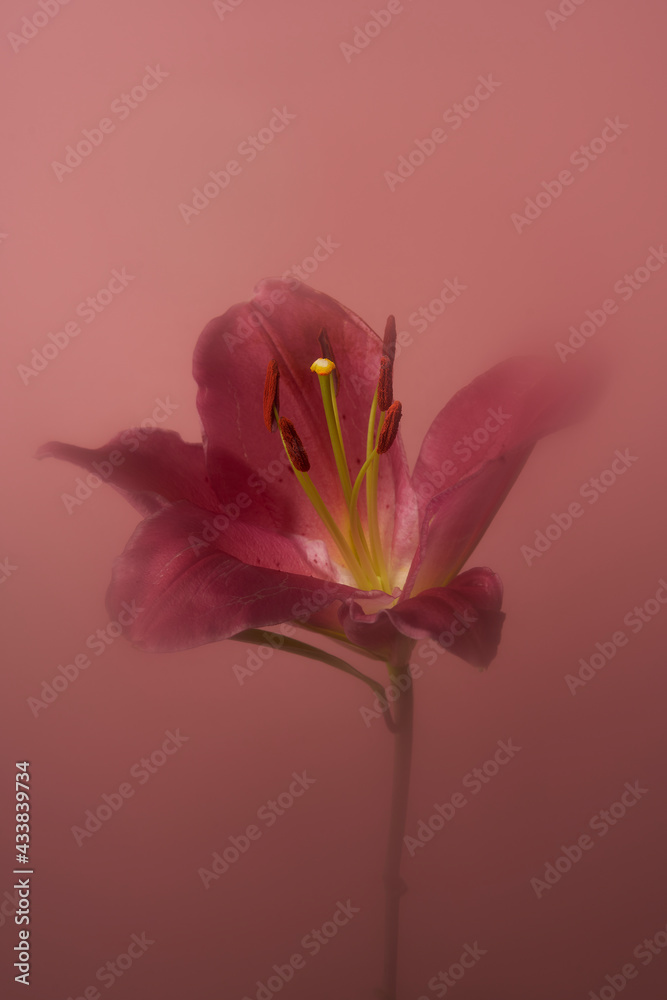 Obraz premium pink lily flower