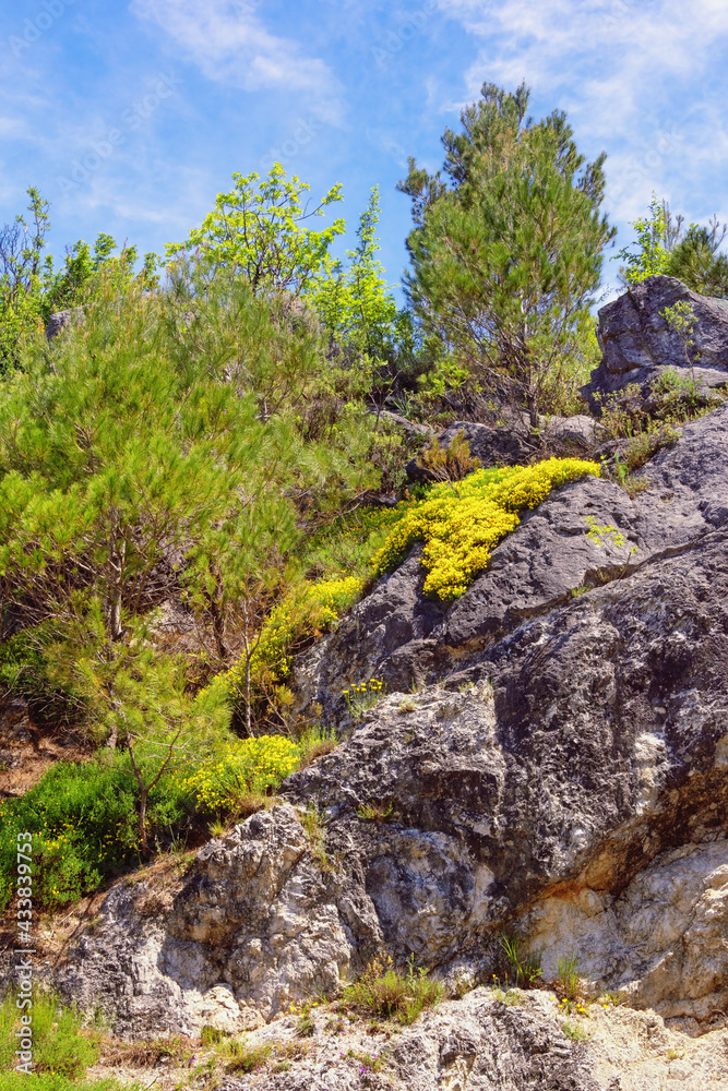Spring in mountains. Wildflowers and trees on stone rock. Skadar Lake National Park, Montenegro