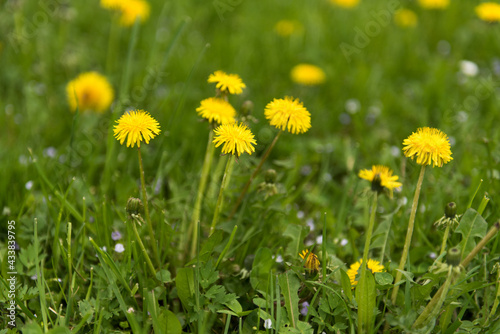 Green field with yellow dandelions