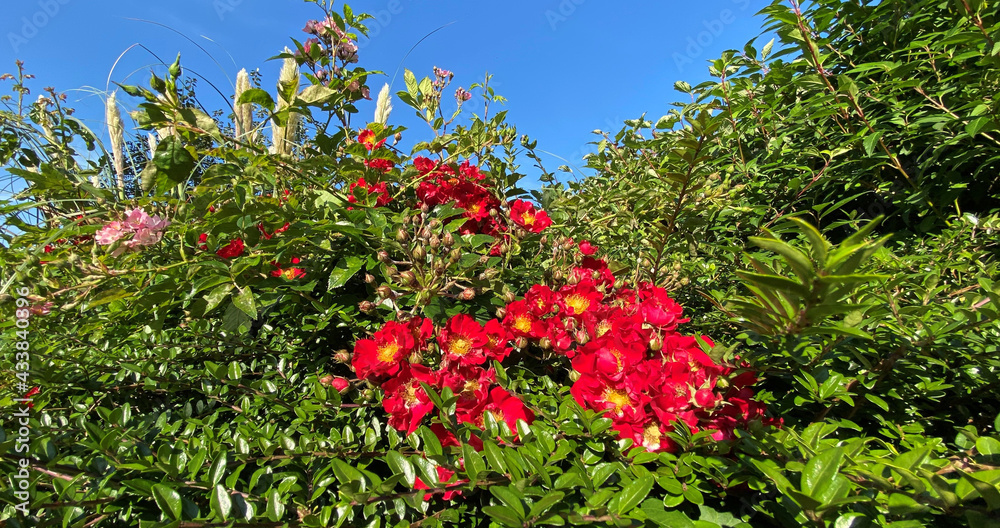 Fototapeta premium Flowers in a hedgerow, set against green leaves, and a blue sky near, Bradford, Yorkshire, UK