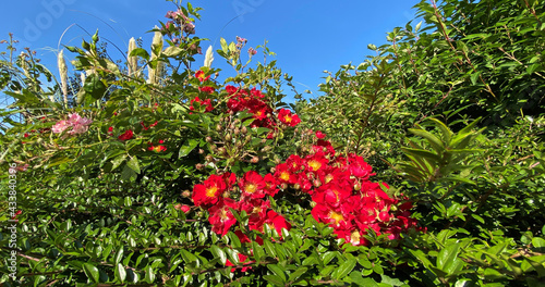 Flowers in a hedgerow, set against green leaves, and a blue sky near, Bradford, Yorkshire, UK