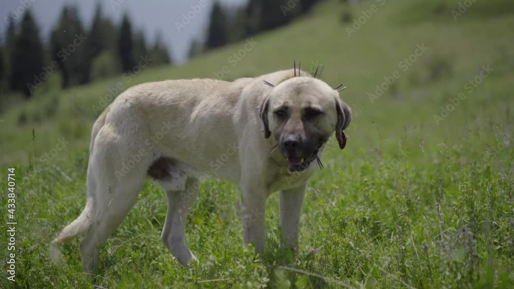 Adult Sivas Kangal Dog Walking on the Mountainn Adult Sivas Kangal Dog Walking on the Mountainn