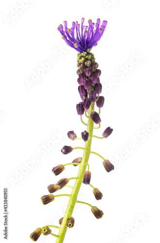 Tassel hyacinth flower