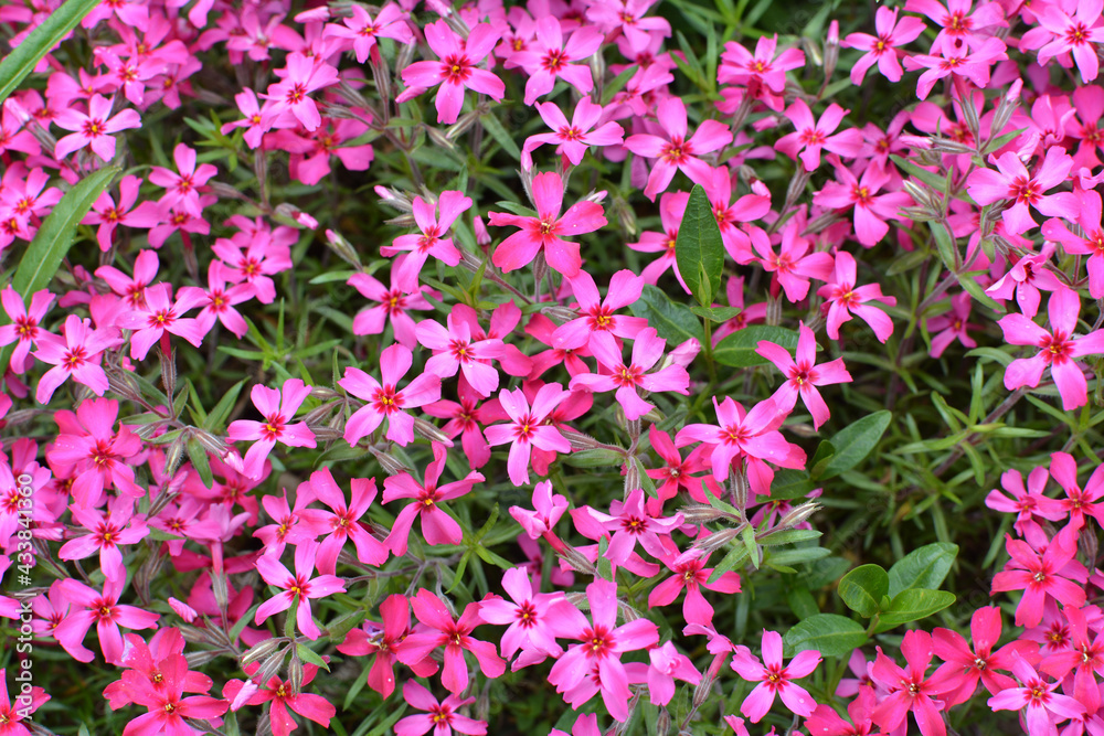 Obraz premium Phlox subulata blooms on the flowerbed