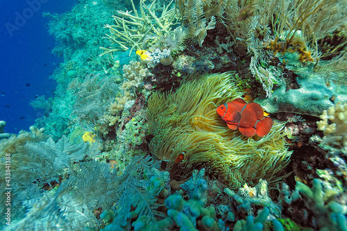 An anemone and it s Clown fish