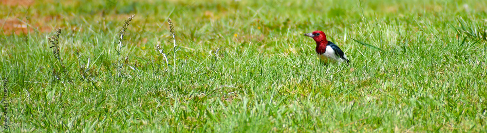 red-headed woodpecker eating a grub on grass landscape format red-headed woodpecker eating a grub on grass landscape format