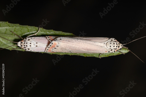 Adult ornamented Bella moth photo