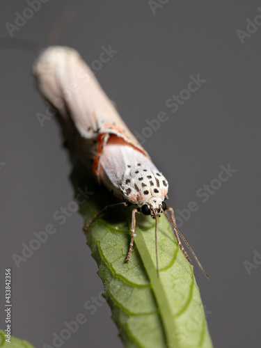 Adult ornamented Bella moth photo