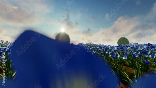 Pan of field of Japanese blue flower