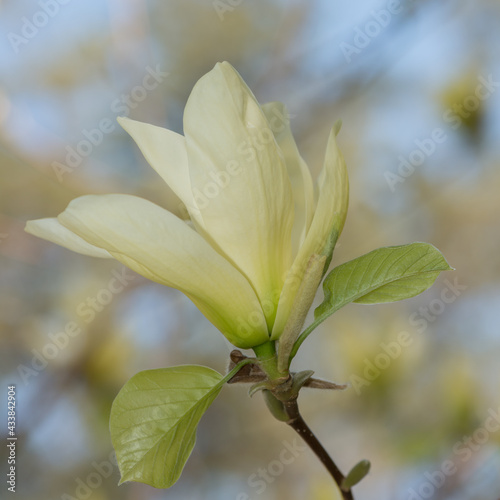 white-yellow magnolia blossoms in spring