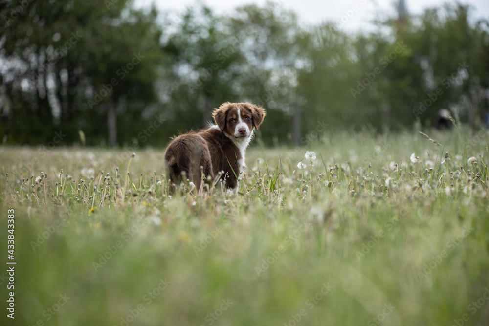 Australian Shepherd Welpe spielt in Blümchenwiese Australian Shepherd Welpe spielt in Blümchenwiese