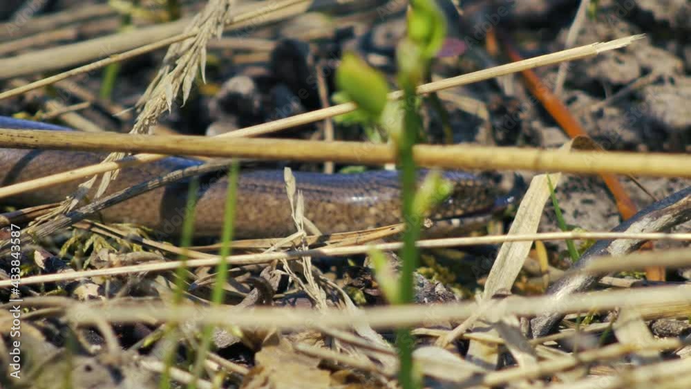 Slow worm crawls on dry grass. (Anguis fragilis) Slow worm crawls on dry grass. (Anguis fragilis)