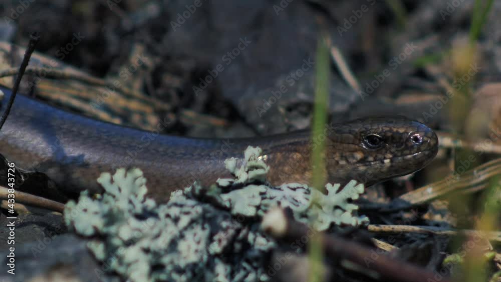 Slow worm crawls on dry grass. (Anguis fragilis) Slow worm crawls on dry grass. (Anguis fragilis)