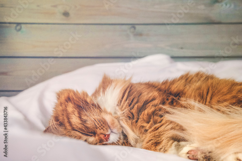 Fototapeta Naklejka Na Ścianę i Meble -  Cute red cat sleeping on white blanket on the bed against a wooden wall. 