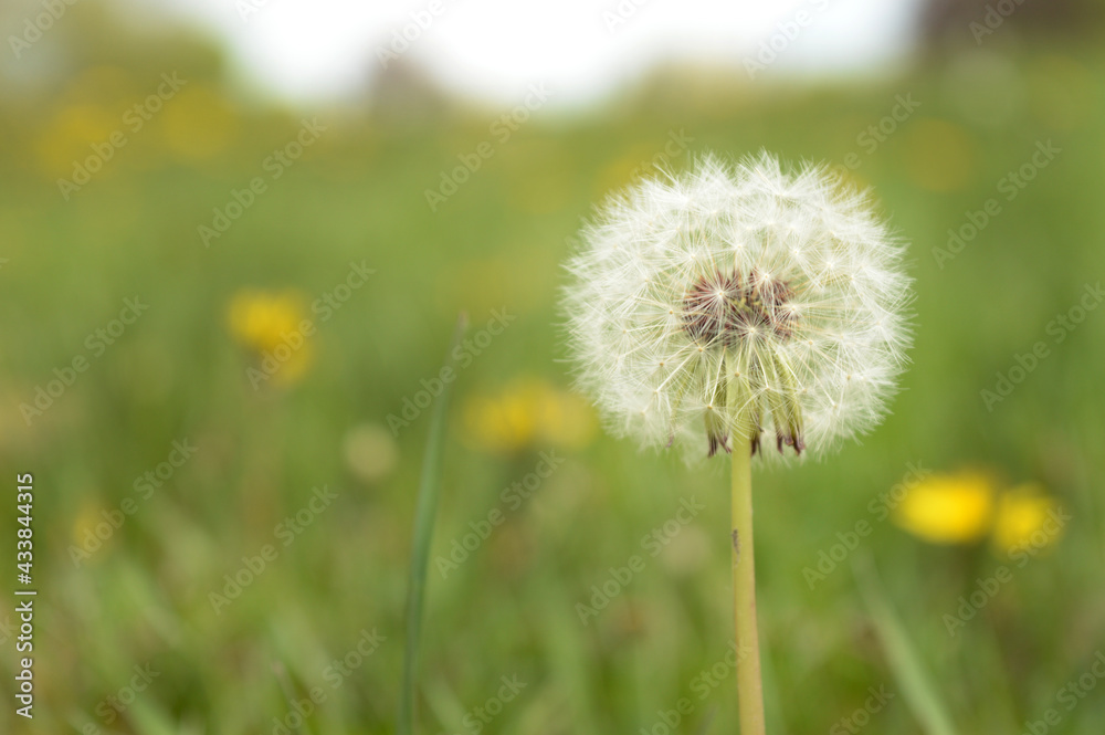 Dandelion Gone to Seed