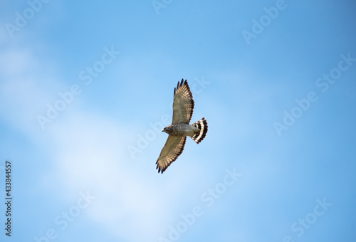 Broad Winged Hawk