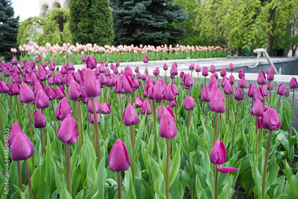 Purple blooming tulips in flower bed. Floral background.