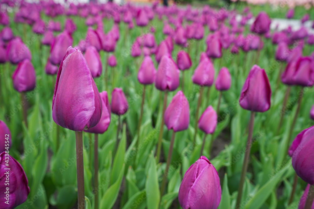 Purple blooming tulips in flower bed, close-up. Floral background