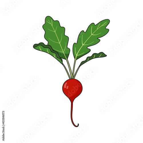 Ripe red radish with green leaves isolated on white background