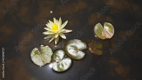 Flower of European water lily on water, round leaves around, small fish move under at shallow waters. Top down shot of beautiful plant, sunny summer day photo