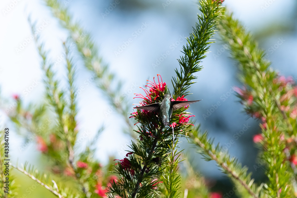 Hummingbird Hummingbird