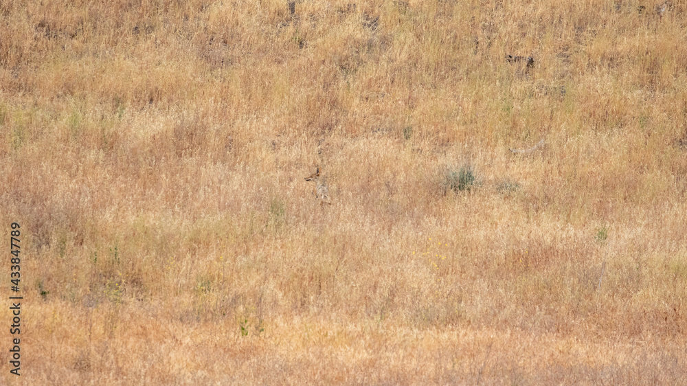 Wild Coyote in Santa Barbara, California