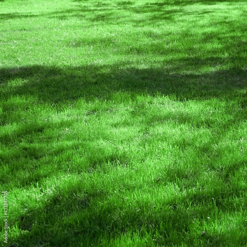 Backyard Garden Park Shady Fresh Lawn Green Background Or Texture. Focus Selective.