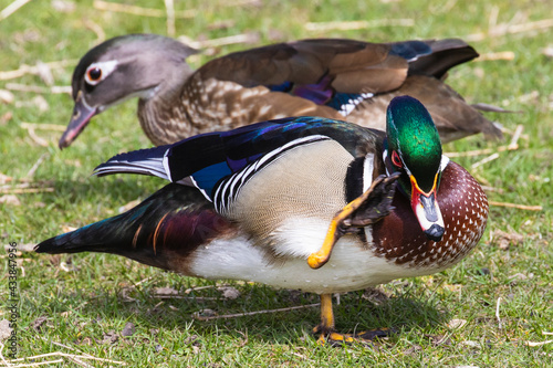 Canvas Print A wild wood duck grazing at a small park in Colorado.